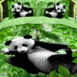 Постельное белье Панда в лесу Волшебные сны  мако-сатин